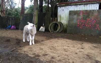 J’adore les animaux …