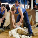 sheep_shearer_welch