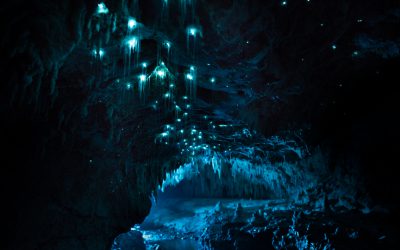 Les glowworms – Arachnocampa Luminosa – Titiwai
