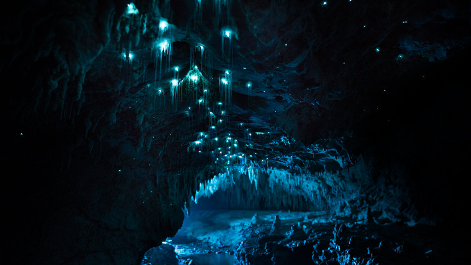 Les glowworms – Arachnocampa Luminosa – Titiwai